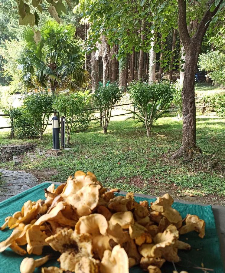 Il Bosco Di Campo Marzano