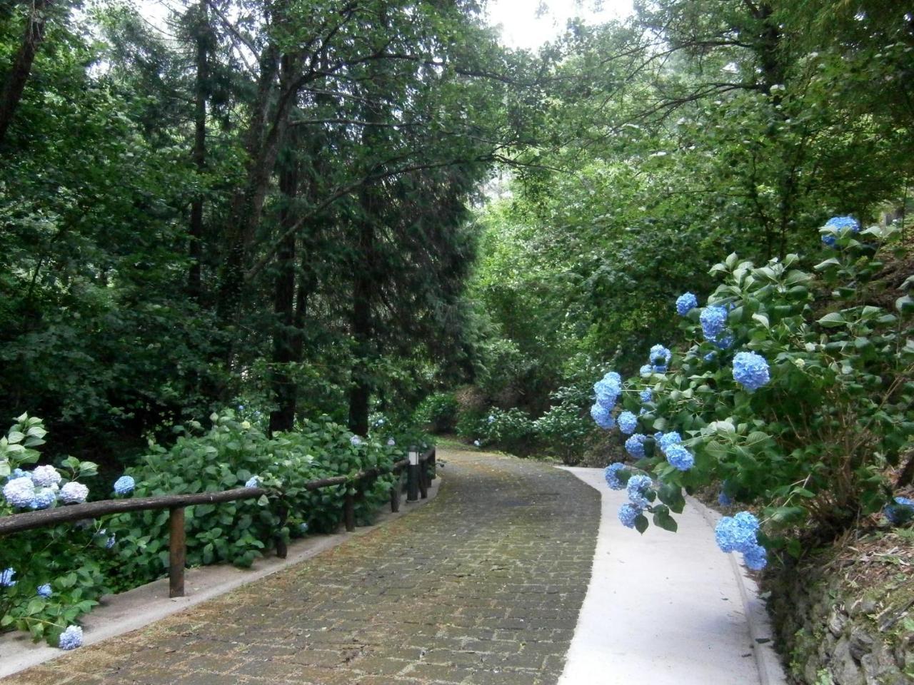 Il Bosco Di Campo Marzano * Borzonasca